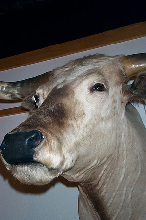 Southfork Ranch 03
