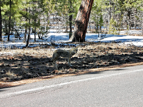2007 03 03 - Grand Canyon, AZ, USA - 23 of 49
