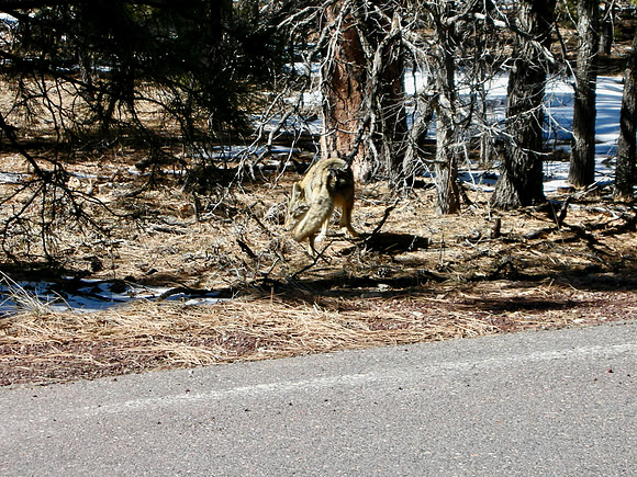 2007 03 03 - Grand Canyon, AZ, USA - 26 of 49