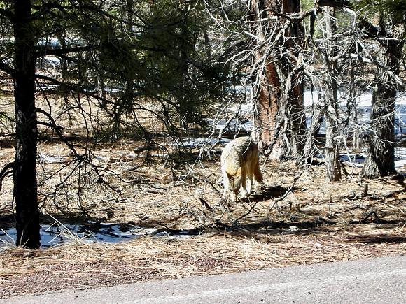 2007 03 03 - Grand Canyon, AZ, USA - 27 of 49